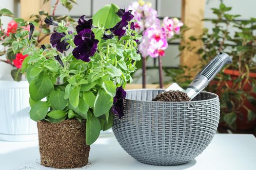 A petunia flower and a beautiful planter with earth and a shovel. Growing flowers at home, on the balcony.