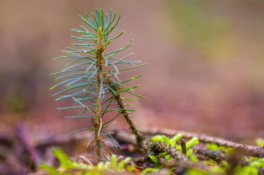 a branch with fresh sprout in the winter forest