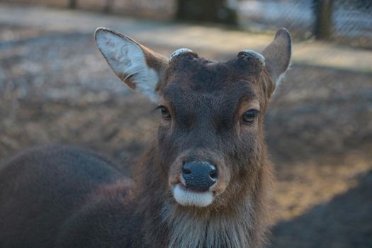 Close-up of a wild deer without antlers in the forest