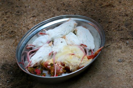 Dead mice and chicks in a bowl. Food for owls and other predators