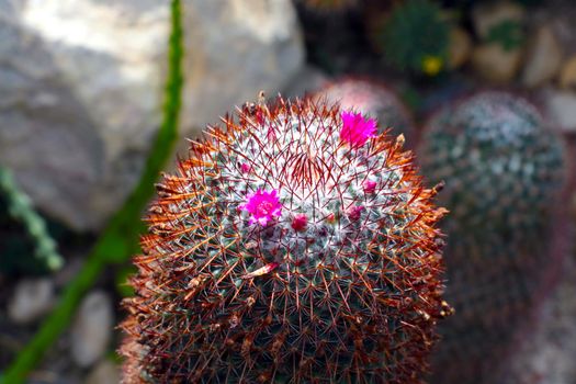 Close-up of a flowering cactus in the wild