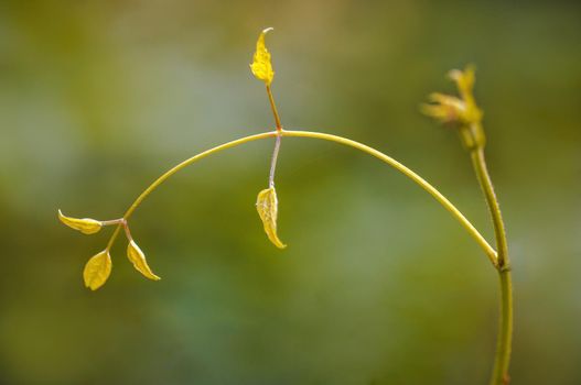 a branch with green leaves in the forest