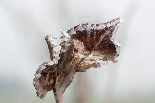 a branch with frozen brown autumn leaves in the forest
