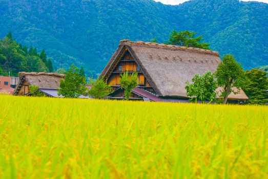 House of Horse roof and autumn paddy (Shirakawayo). Shooting Location: Gifu Prefecture