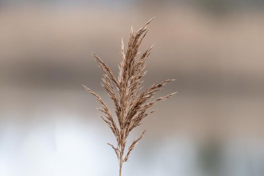 a withered reed blossom on a meadow