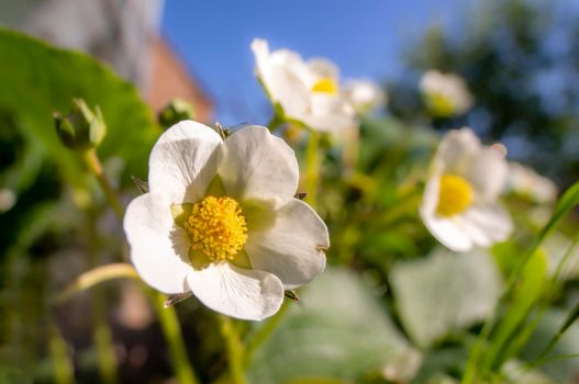 strawberry blossoms in a garden