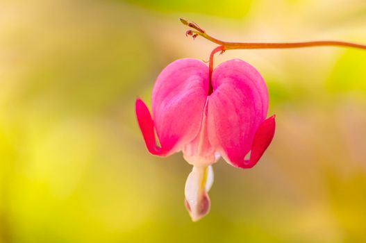 a pink bleeding heart blossom in a garden