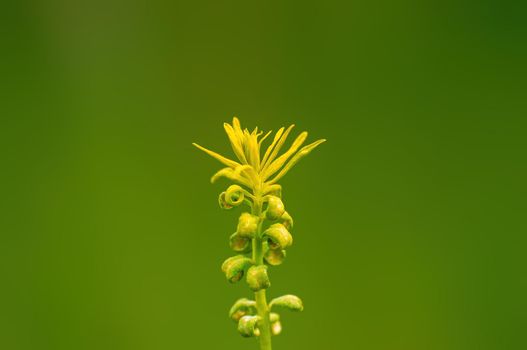 a yellow blossom in a meadow