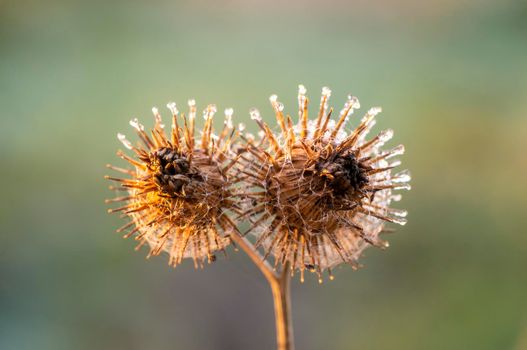 a blossom of a burdock in autumn