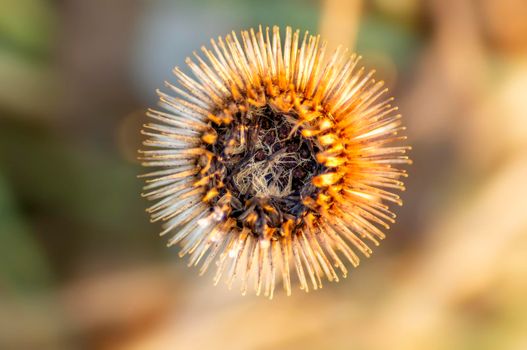 a blossom of a burdock in autumn