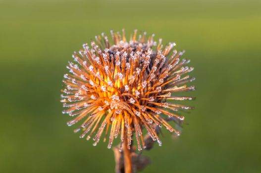 a blossom of a burdock in autumn