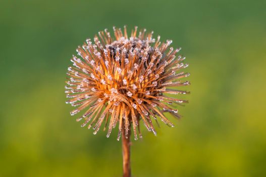 a blossom of a burdock in autumn