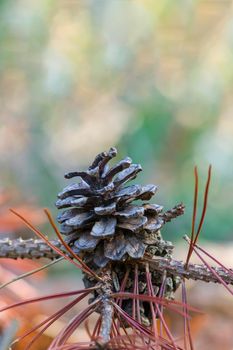 a branch with brown cones in the winter forest