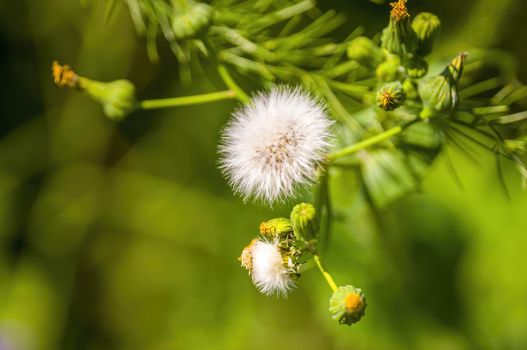 a withered thistle blossom in a meadow