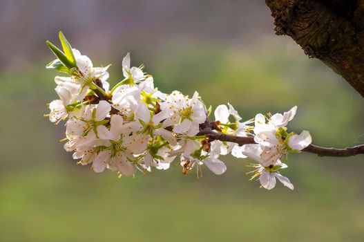 several blossoms on a branch of an plum tree
