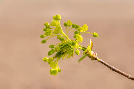 several blossoms on a branch of an maple tree