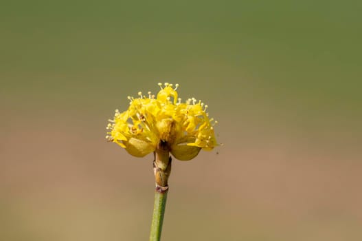 several yellow flowers on a branch