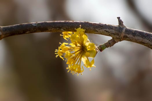 several yellow flowers on a branch