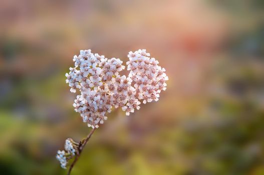 a yarrow blossom in a meadow