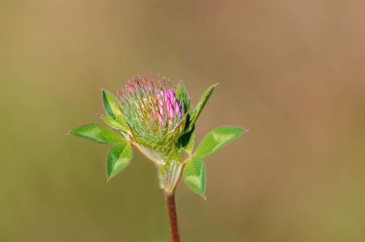 a pink clover blossom in a meadow