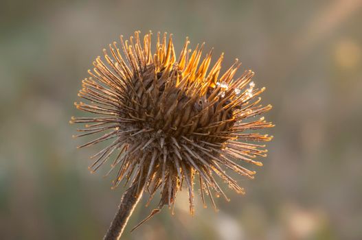 a blossom of a burdock in autumn