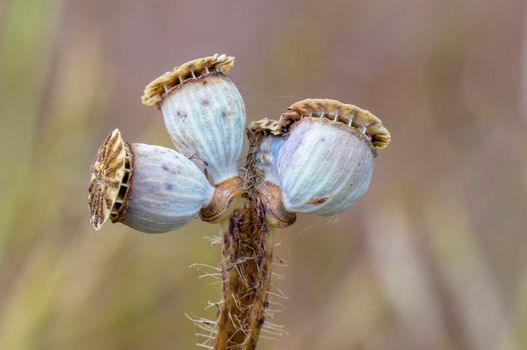 a withered poppy flower on a meadow