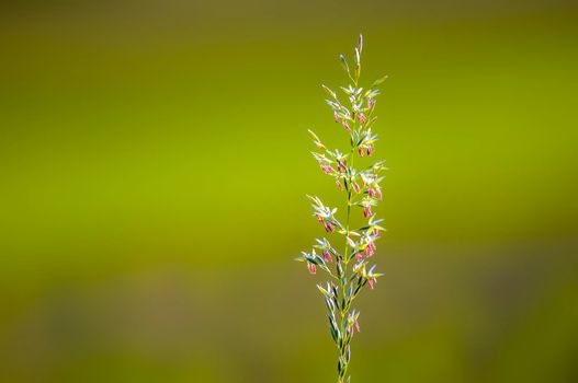 green blossoms of grass in summer