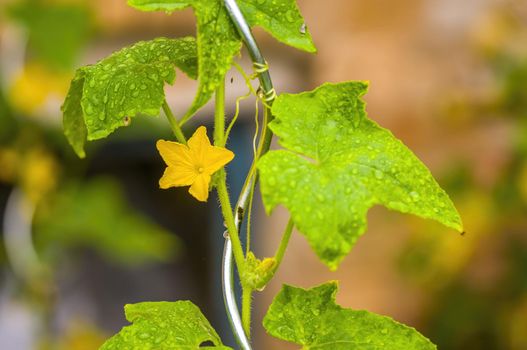 a cucumber plant with blossom in a garden