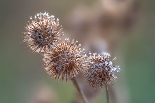 a blossom of a burdock in autumn