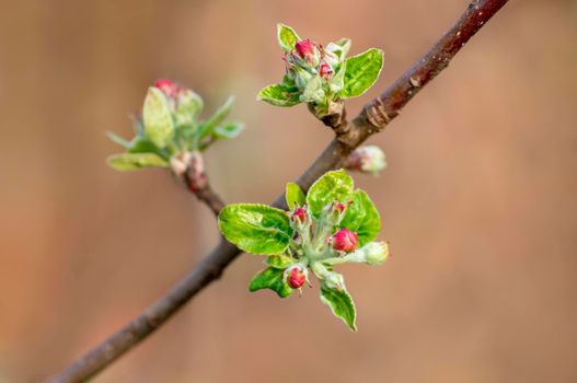 several blossoms on a branch of an apple tree