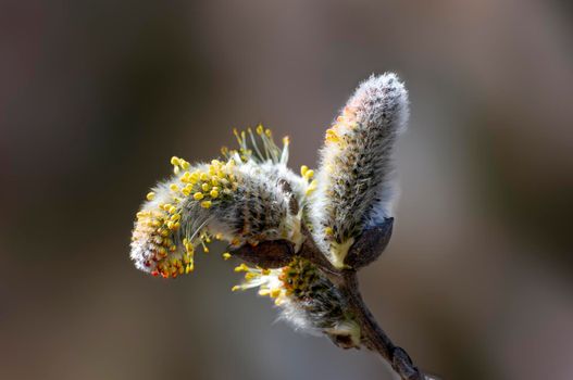 several blossoms on a branch of an willow tree