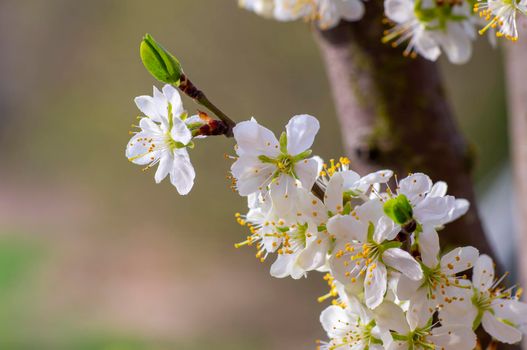 several blossoms on a branch of an plum tree