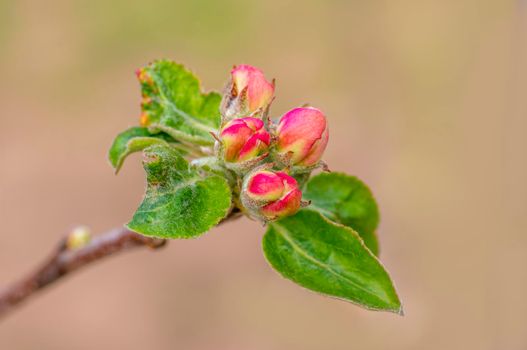 several blossoms on a branch of an apple tree