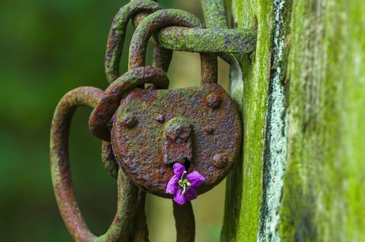 a rusted lock with a purple flower in a forest