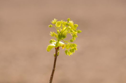 several blossoms on a branch of an maple tree