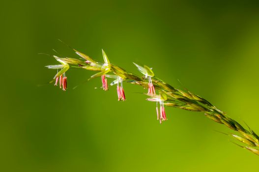 green blossoms of grass in summer