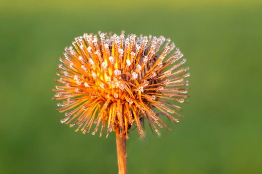 a blossom of a burdock in autumn