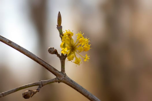 several yellow flowers on a branch