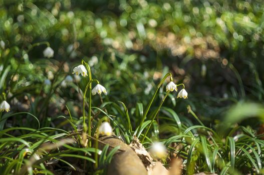 a blossom of a snowdrop in spring