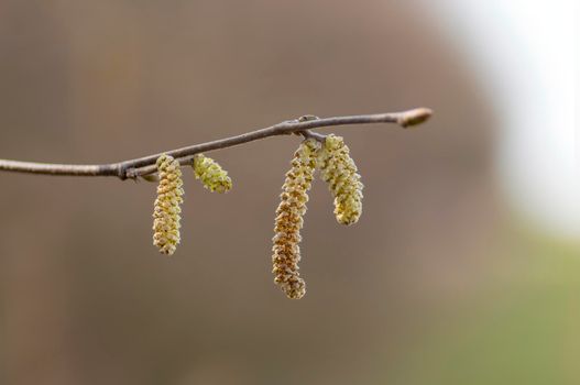 several brown hazelnut flowers on a branch