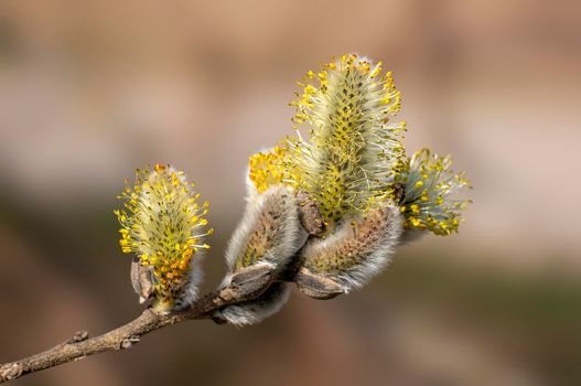 several blossoms on a branch of an willow tree