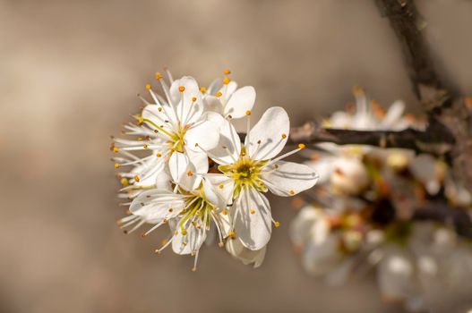 several blossoms on a branch of an plum tree