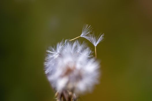 a withered thistle blossom in a meadow