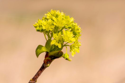 several blossoms on a branch of an maple tree