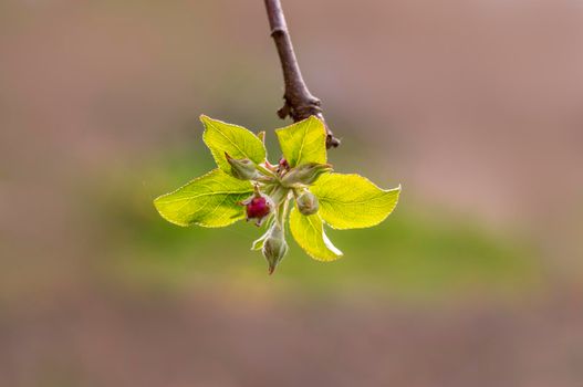 several blossoms on a branch of an apple tree