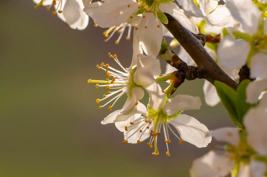 several blossoms on a branch of an plum tree