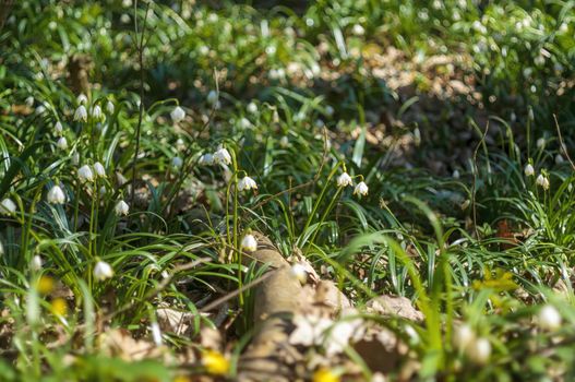 a blossom of a snowdrop in spring