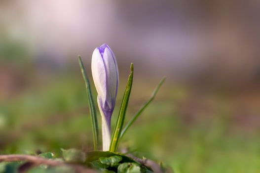purple blossoms of a crocus flower