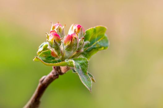 several blossoms on a branch of an apple tree