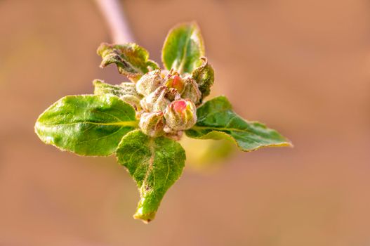 several blossoms on a branch of an apple tree